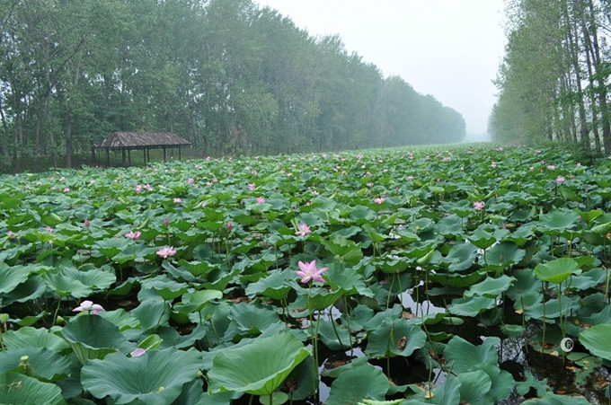 微山湖湿地公园攻略,微山湖湿地公园百荷诗廊