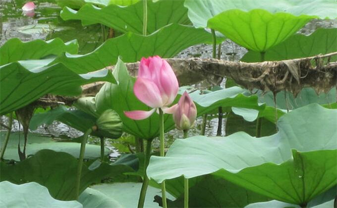 枣庄微山湖红荷湿地两日旅游团购