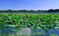 微山湖湿地旅游住宿多少钱