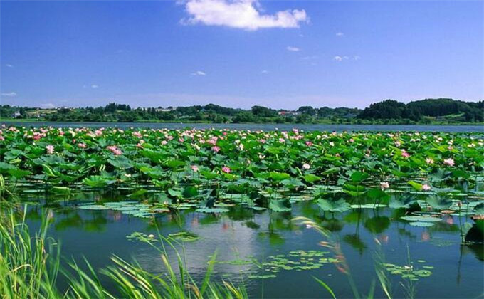 山东微山湖湿地自驾游攻略