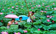 枣庄微山湖红荷湿地景区内交通