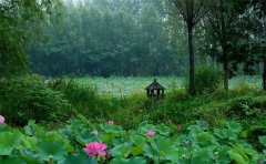 枣庄高铁站怎么到微山湖湿地