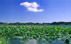 2019年微山湖红荷湿地住宿哪家好